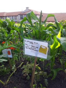 one of the labels created by local children for sweet corn
